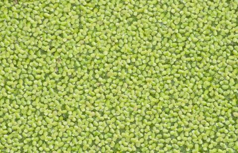 Duckweed Stock Photos
