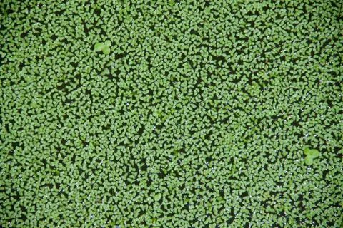 Duckweed Stock Photos