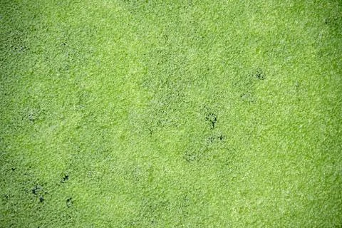 Duckweed Stock Photos