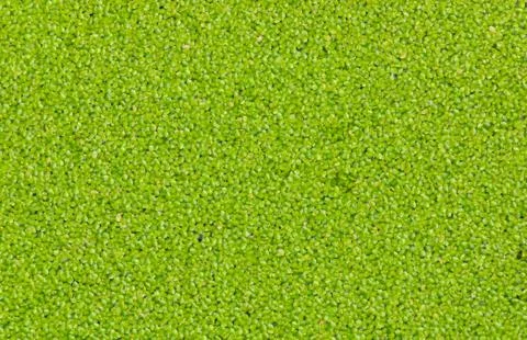 Duckweed Stock Photos