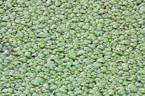Duckweed Stock Photos