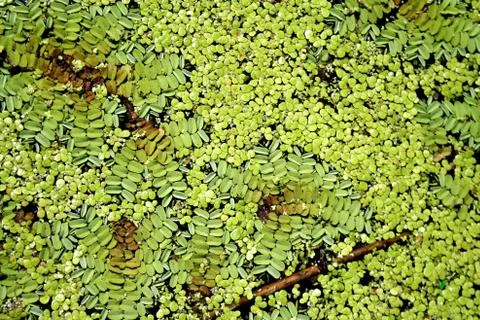 Duckweed Stock Photos