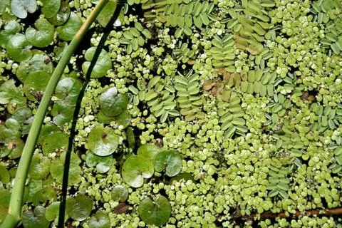 Duckweed Stock Photos
