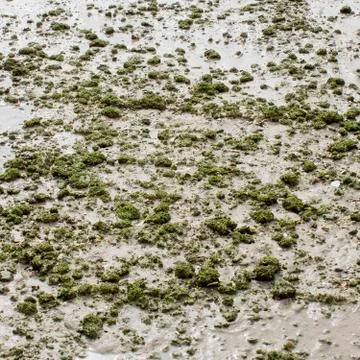 Duckweed Stock Photos