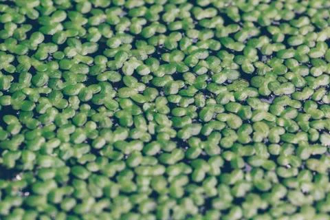 Duckweed Foto stock