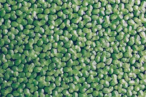 Duckweed 스톡 사진