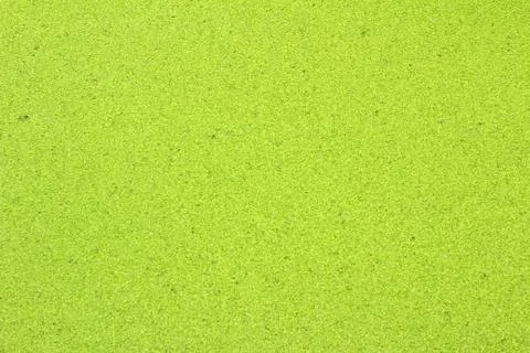 Duckweed Stock Photos