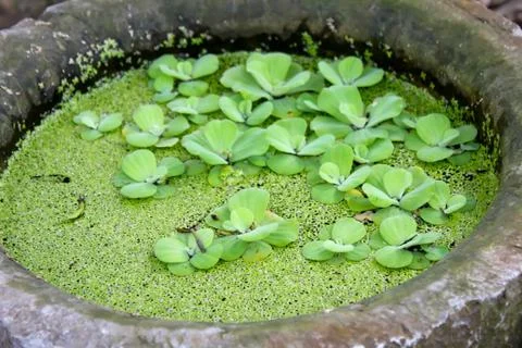 Duckweed Stock Photos