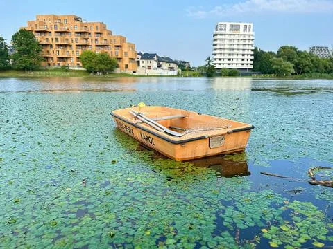 Duckweed Stock Photos