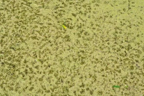 Duckweed on a pond Stock Illustration