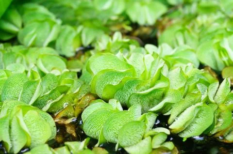 Duckweed in pond Stock Photos