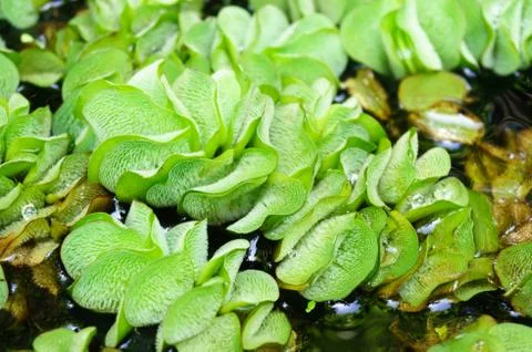 Duckweed in pond Stock Photos