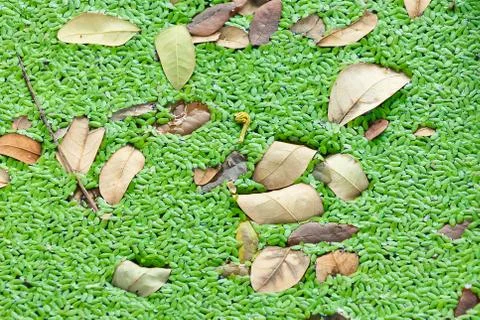 Duckweed in pond. Stockfoto's