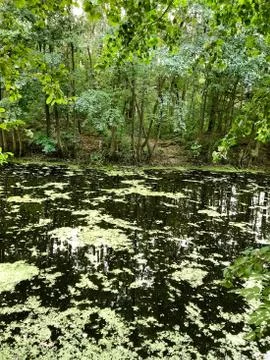 Duckweed on the pond. Stock Photos