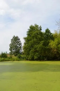 Duckweed on the surface of the river Stock Photos