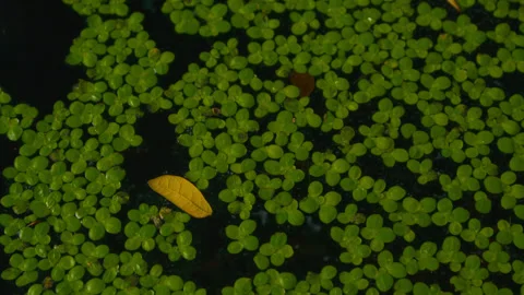 Duckweed surface with single yellow leaf floating on dark water Stock Footage 320109636