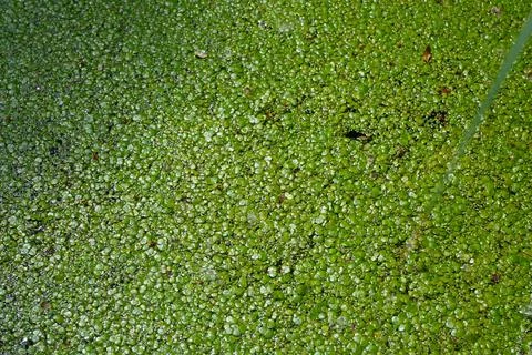 Duckweed on water surface background Stockfoto's