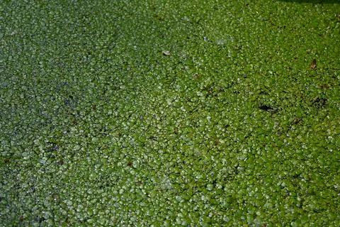 Duckweed on water surface background Stockfoto's