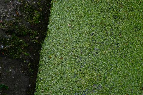 Duckweed on water surface background Fotos Stock