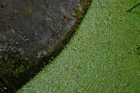 Duckweed on water surface background Фото