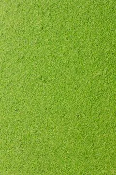 Duckweeds Stock Photos