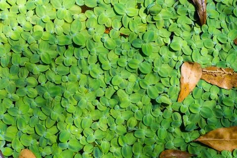 Duckweeds Stock Photos