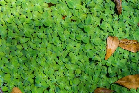 Duckweeds Stock Photos