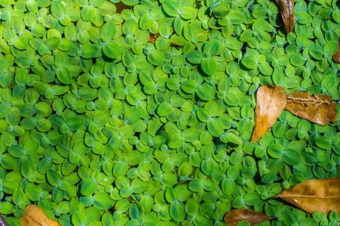 Duckweeds Stock Photos