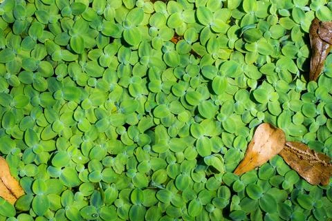 Duckweeds Stock Photos