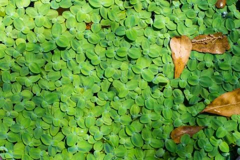 Duckweeds Stock Photos