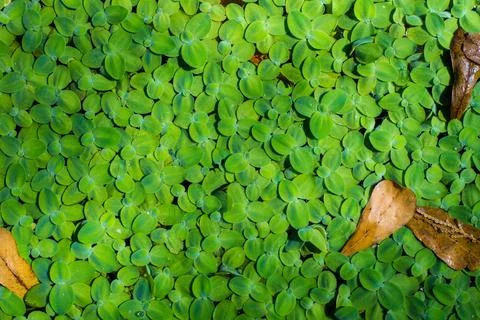 Duckweeds Foto stock