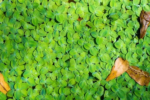 Duckweeds Stock Photos