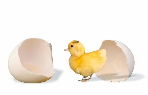 Ducky and Egg. Stock Photos