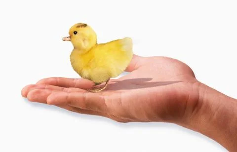 Ducky in the hand. Stock Photos