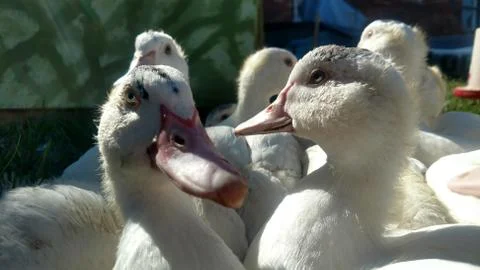 Ducky Stock Photos