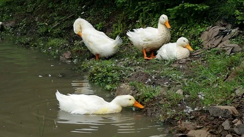 Ducs in the pond Stock Footage 94915604