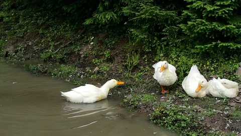Ducs in the pond Stock-Footage 97651623