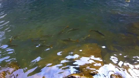 Dudhsagar Falls Stock Footage 88130727