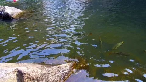 Dudhsagar Falls Video stock 88131065