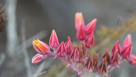 DUDLEYA LANCEOLATA BLOOM Stock Footage 212223480