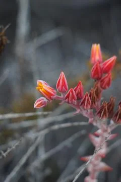 DUDLEYA LANCEOLATA BLOOM Stock Photos