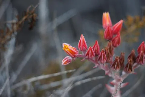 DUDLEYA LANCEOLATA BLOOM Stock Photos