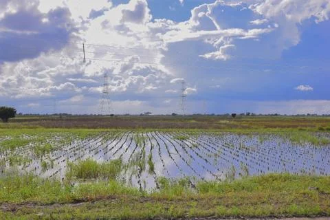 Due to excessive rain. the fields are flooded and soybean crop is being destr Stock Photos