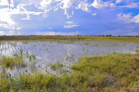 Due to excessive rain. the fields are flooded and soybean crop is being destr Stock Photos