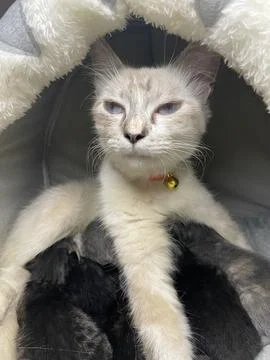 Duel #2 스톡 사진