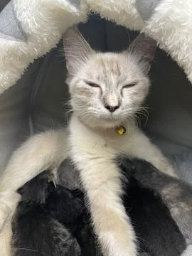 Duel #3 Stock Photos