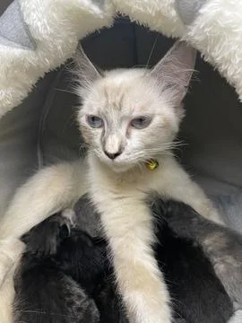 Duel #4 스톡 사진