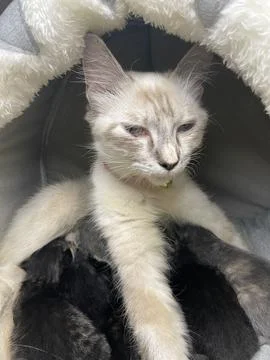 Duel #5 스톡 사진