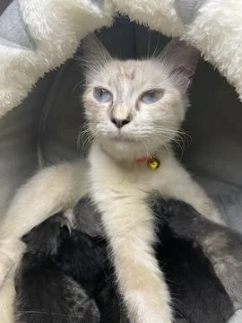 Duel #7 스톡 사진