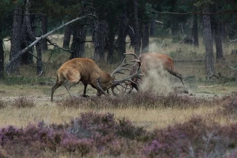 Duel of two red deer during mating season. Stock Photos